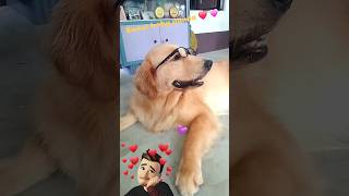 shorts viral youtubeshorts goldenretriever shorts feed love [upl. by Cinelli653]