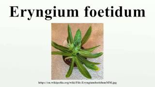 Eryngium foetidum [upl. by Wootan110]