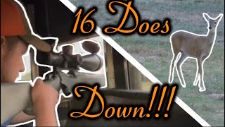 16 Rifle kill shots in 10 minsThe does better watch out [upl. by Sigfrid]