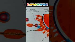 Capacitationyoutubeshorts obstetricsandgynecology [upl. by Norita]