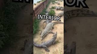 Crocodiles FIGHT over ONE bird shorts animals funny [upl. by Hayes]