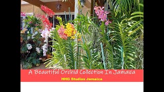 A Beautiful Orchid Collection in Jamaica [upl. by Koressa]