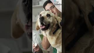 Tratamiento para perros con problemas cardíacos perros veterinario problemasdecorazon [upl. by Elleahcim]