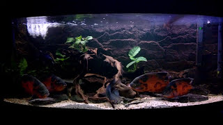 Cichlasoma cyanoguttatum Spawningastronotus ocellatus  chillstep Ep 10 [upl. by Azpurua674]