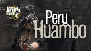 Eagle lands on Armhuambo town peru andesmountains perutourism [upl. by Garrek849]