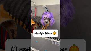 Ella is all ready for Halloween 🎃 poodle sheepadoodle oldenglishsheepdog dogbath tutorial [upl. by Anaet]