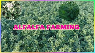 Alfalfa FarmingAlfalfa grass the best food grass for animalsPrecious M Vlog [upl. by Naed740]