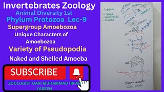 invertebrates zoologyphylumprotozoaLec9supergroupamoebozoavarieties ofpseudopodiaviralget [upl. by Nesnej870]