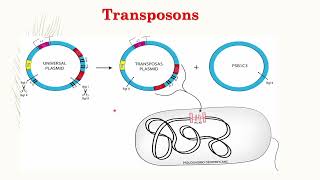 Lecture 20  Transposons and Integrons [upl. by Obelia337]