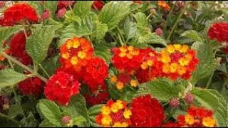 Lantana plant  राई मुनिया पौधा 🤗 गर्मी और सर्दी  pots या Hanging baskets कहीं भी उगाओ [upl. by Atilal]