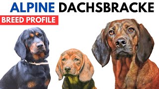 Alpine Dachsbracke Breed Profile History Price  Traits  Alpenländische Dachsbracke Grooming Needs [upl. by Siblee220]