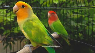 RosyFaced Lovebird Chirping Sounds  OrangeFaced Green Pied amp RedHeaded Green Opaline [upl. by Eeladnerb]