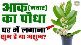 आक मदार का पौधा घर में लगाना शुभ है या अशुभ जानिए  Madar Plant  Aak Plant  Vastu Shastra [upl. by Eisac]