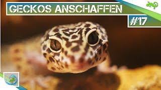 Leopardgeckos anschaffen Tipps und Tricks Teil 117 GeckoTagebuch [upl. by Mitchell241]