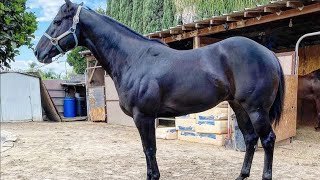 el gato negro cuadra bocanegra vs el tejon cuadra tapada [upl. by Amil]