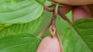 cascara  Rhamnus purshiana Identification and characteristics [upl. by Erdei]