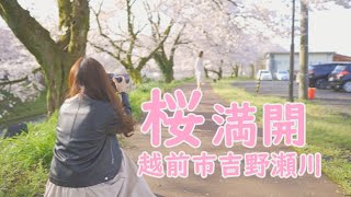 【2020年】ドローン空撮 桜満開！福井県越前市隠れた桜の名所吉野瀬川 [upl. by Garrett]