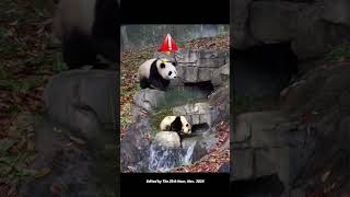 Smart twin pandas  The 25th Hour  441 panda cute funny funnyanimal funnyvideo animals [upl. by Arracahs649]