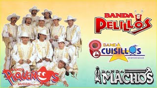 Pequeños Musical Cuisillos Machos Pelillos  Banda Viejitas Pero Bonitas Romanticas Movidas [upl. by Yhtamit]