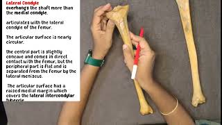 TIBIA BONE ANATOMY  IN TAMIL LOWER LIMB [upl. by Cloe596]