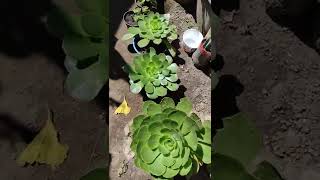 AEONIUM SUCCULENT [upl. by Loesceke]