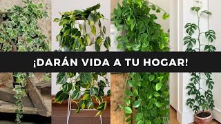 ¡6 ENREDADERAS con hojas y figuras FANTASTICAS que debes TENER AHORA MISMO☘️🌳💚 [upl. by Drareg]