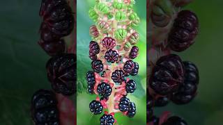 Pokeweed The Alluring Yet Perilous Botanical Enigma shorts Pokeweed PlantsWorld [upl. by Anigal]