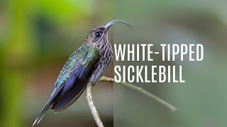 White Tipped Sicklebill Eutoxeres Aquila [upl. by Noneek747]