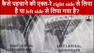 How to identify the side Right vs Left of lateral radiograph of dogs thoraxabdomenRadiograph [upl. by Ecinue454]