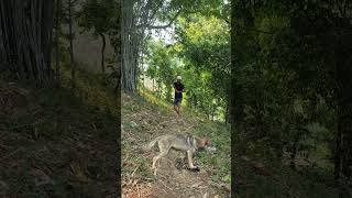 Wolf 🐺 attack man My village jungle vfx funny shorts video vfxshowreel mocapanimation tikamvfx [upl. by Primrosa843]