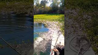 c2c fishing fyp sbu su swimbaitfishing pizzswimbaits swimbaitunderground swimbaituniverse [upl. by Dinnie893]