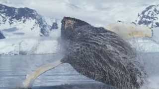 Amazing Whale Video From Quarks Antarctic Peninsula Voyage [upl. by Ahsiyt]