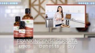 Frankincense Serrata Essential Oil Best Uses amp Benefits  Quick How To [upl. by Hairom]