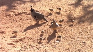 🐣 9 Gambels Quail Hatchling Chicks  Gambels Quail Family  Saguaro National Park [upl. by Balfore]