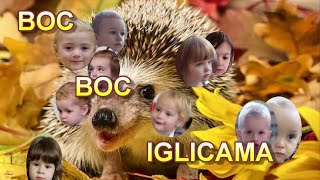 Boc Boc Iglicama  Sovice [upl. by Aihsatsan]