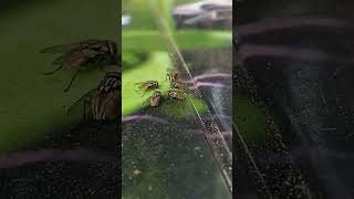 Mosquito meeting in tea shop viralvideomotivation familychannel shorts love song officalvideo [upl. by Miller]