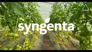 🍅 New Tomato Variety From Syngenta Commodo F1 [upl. by Hoehne]