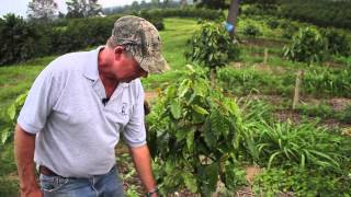 COFFEE PRUNING  Tradition and Innovation [upl. by Gunter956]