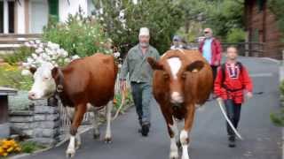 Alpabzug in Wengen  Cows return from the Alp to the Valley in Wengen [upl. by Alyos]