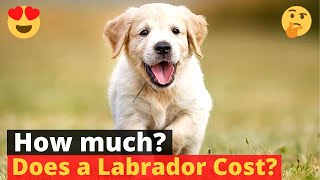 How much does a Labrador puppy cost 🤔🐶 [upl. by Armelda485]