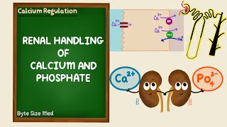 Renal Regulation of Calcium and Phosphate  Calcium Homeostasis  Endocrine  Renal Physiology [upl. by Pelagias]