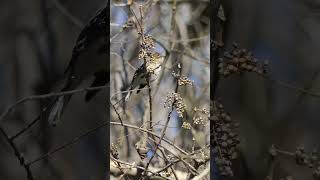 Yellowrumped Warbler eats Poison Ivy berries [upl. by Sherar208]