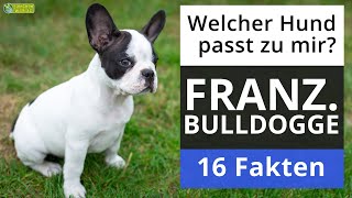 Ist eine Französische Bulldogge der richtige Hund für mich 18 Fakten über Französische Bulldoggen [upl. by Aiekan]