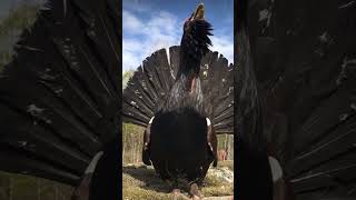 The great Western Capercaillie bird sound realvoice birds sound shorts [upl. by Pepito]