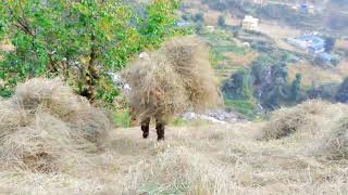 the life of the villager is miserable while cutting gress yo video li like comment sher gardinu hol [upl. by Grata267]