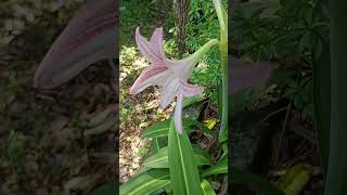 Hippeastrum reticulatum is a flowering perennial herbaceous bulbous plant F Amaryllidaceae [upl. by Goulden]