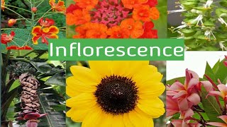 Inflorescence  An Introduction Types  Racemose Cymose  Their Differences and Special types [upl. by Gaspar]