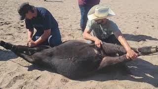 Branding Cattle at the Cross S 2021 Full Video [upl. by Dennison]