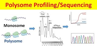 Polysome Profiling amp Sequencing Principle Process and Data Analysis Polysome Fractionation [upl. by Bannon]