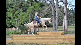 Koko AQHA Palomino Ranch Trails Family Gelding [upl. by Efi]